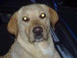 labrador Stella - Labrador Retriever