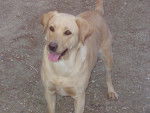 labrador Stella - Labrador Retriever