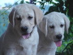 labrador - Labrador Retriever
