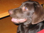 labrador - Labrador Retriever