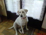 alice labrador - Labrador Retriever