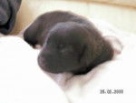 croisé labrador Théo - Labrador Retriever