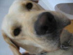 labrador, dioulass - Labrador Retriever