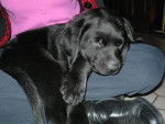 LABRADOR UNZO - Labrador Retriever