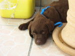baya labrador chocolat - Labrador Retriever
