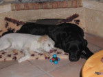 Willow Labrador et Elliot Gold x épagneul - Labrador Retriever