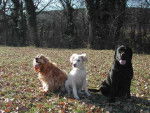 Willow Labrador, Elliot Gold x Epagneul et Orphée Cocker - Labrador Retriever