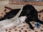 Willow Labrador et Elliot Gold x épagneul - Labrador Retriever
