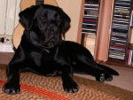labrador,BANDIT - Labrador Retriever