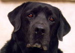 labrador retriever - Labrador Retriever