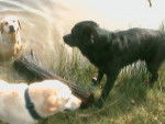 Praline nina et optimum! 2 femelles labrador et un rotth croisé golden - Labrador Retriever