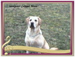 Nina Labrador - Labrador Retriever