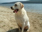 TOM, labrador - Labrador Retriever