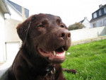Baya Labrador Chocolat - Labrador Retriever