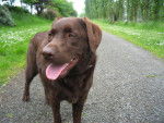 Baya Labrador Chocolat - Labrador Retriever