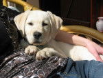 Canelle, Labrador - Labrador Retriever
