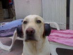 Tina, Labrador - Labrador Retriever