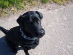 labrador boxy - Labrador Retriever