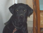 labrador boxy - Labrador Retriever