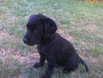 Arko labrador - Labrador Retriever