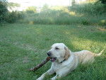 bug labrador - Labrador Retriever