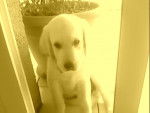 Labrador golden \