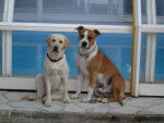 tina et enzo, labrador et staff - Labrador Retriever