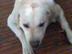 Labrador Phoebus - Labrador Retriever
