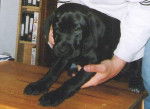 labrador, vanille - Labrador Retriever