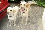 labrador Vicka et Victor - Labrador Retriever
