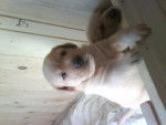 chiot labrador de 3 semaines 1/2 - Labrador Retriever