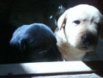 chiot labrador de 3 semaines 1/2 - Labrador Retriever
