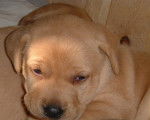 labrador de 1 mois - Labrador Retriever (1 mois)