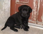 voici canell qui devrait arriver samedi un labrador - Labrador Retriever