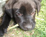 canell labrador - Labrador Retriever