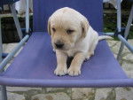 labrador CANELLE - Labrador Retriever