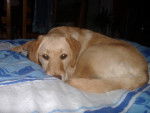 labrador, chynook 4mois - Labrador Retriever