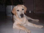 Labrador - Chunky - Labrador Retriever