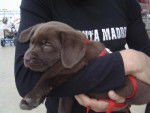 labrador chocolat, CANNELLE, 6mois - Labrador Retriever