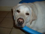 TOM, labrador 6 ans - Labrador Retriever (6 ans)