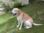 Labrador TIMON - Labrador Retriever