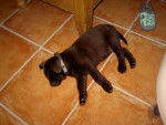 Labrador chocolat. JE M APPELLE CAPORAL - Labrador Retriever