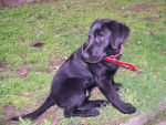 LABRADOR COCA - Labrador Retriever