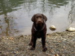 labrador - Labrador Retriever