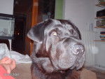 sharpei/labrador - Labrador Retriever