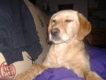 labrador, chynook 6mois - Labrador Retriever