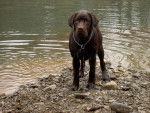 labrador chocolat - Labrador Retriever
