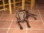 labrador chocolat chipper - Labrador Retriever