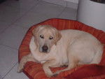 Labrador - Chunky - Labrador Retriever