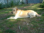 Labrador - Sammy - Labrador Retriever